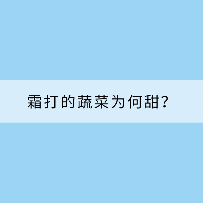霜打的蔬菜为何甜？